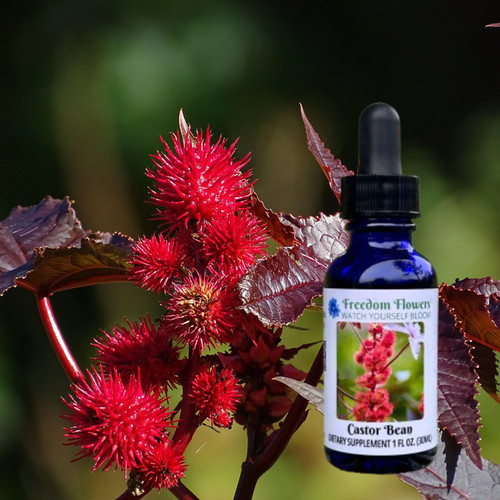 Castor bean flower essence bottle with red castor bean flowers and burgundy foliage behind it.