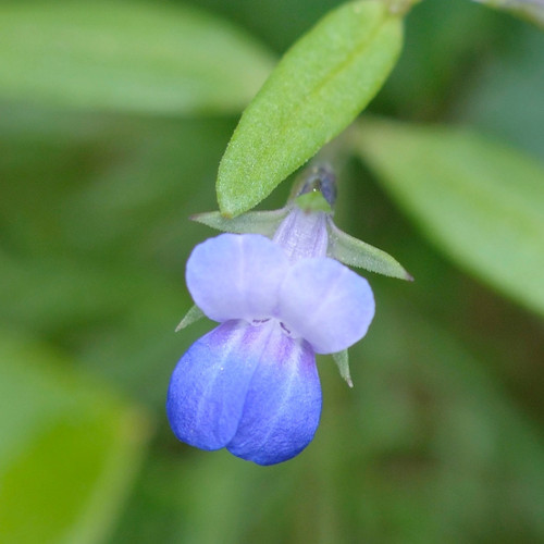 Extreme zoomed in shot of a Blue-eyed Mary flower.
