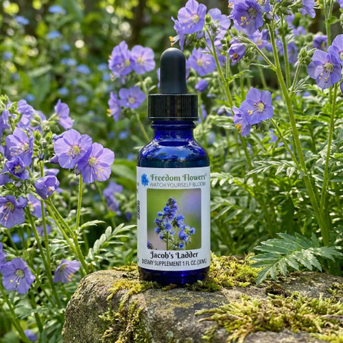 Jacob's Ladder flower essence bottle in a lush garden with Jacob's Ladder plants blooming behind it.