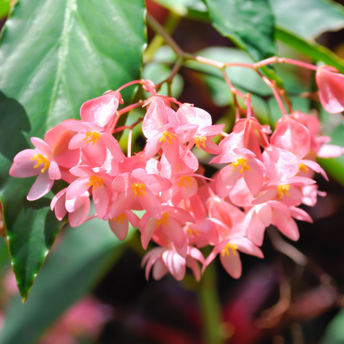 Cluster of pink Angelwing Begonia flowers.