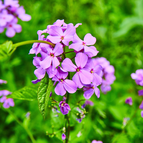 Cluster of purple Dame's Rocket flowers.