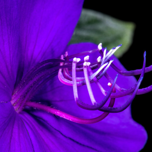 Macro side view of purple tibouchina flower