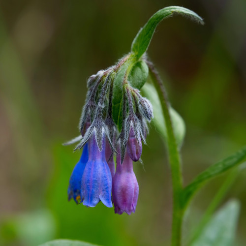 Lone mountain bluebell flower cluster.