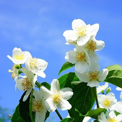 White syringa blossoms against a blue sky