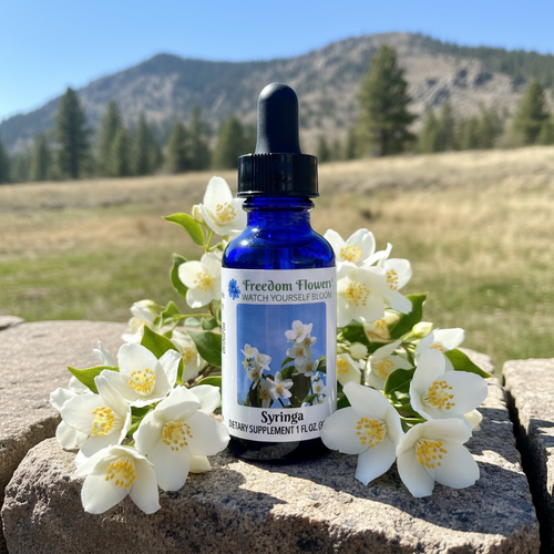 Bottle of Syringa flower essence with Syringa flower clusters around it. Idaho prairie and mountains in the background.