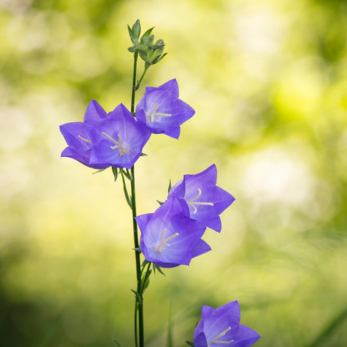 Blue campanula flower spike against a dappled sunshine through trees background.