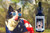 Border collie with flag cape and sunglasses looking toward bottle of Peace for Pets flower essence.