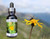 Arnica flower essence bottle beside Arnica flower