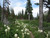 Bear Grass flowers in forest