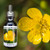 Buttercup flower essence bottle with buttercup bloom in background