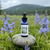 Bottle of Camas flower essence sitting on a rock in a meadow surrounded by blooming camas flowers.