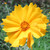 Single yellow Coreopsis flower