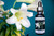 Easter lily flowers with essence bottle