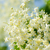 Cluster of white elder flowers in sunlight.