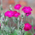 Rose Campion (Lychnis coronaria) flowers in bloom, the source of the Rose Campion flower essence