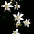 Star of Bethlehem Flower cluster on black background