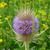 Teasel flower close up of single purple teasel head in bloom.
