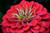 Image of a Zinnia