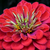 Cropped image of a Zinnia 