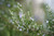 Rosemary branch in flower