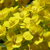 Basket of Gold Alyssum flowers