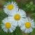 White Fleabane flowers
