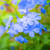 Blue plumbago flowers in sunlight
