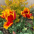 Cropped image of Parrot Tulips