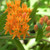 Close up of Butterfly Weed flower cluster