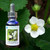 Wild Strawberry flower essence bottle next to a blooming strawberry plant.