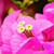 Close up shot of pink bougainvillea flowers and bracts.