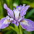 Blue-purple native iris flower