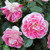 3 pink Regensberg roses