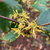 Witch Hazel branch in bloom