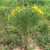 Single helenium plant