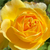 Single yellow Molineux rose flower