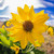 Balsamroot flower closeup