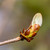 A single chestnut bud ready to unfurl against a blurred background.
