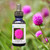 Gomphrena flower essence bottle with purple gomphrena flowers blooming in background.