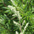 Single plume of white mugwort flowers