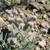 Closeup of Scorpionweed flower curls with bees