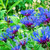 A group of brilliant blue Centaurea montana flowers with a backdrop of greenery.