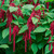 Red Love Lies Bleeding flowers cascading over deep green foliage.