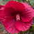 Deep red hibiscus flower