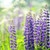 Back-lit lupine flowers in a field.