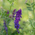 Close up of Tufted Vetch flower with vines on a softly blurred background.