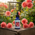 Tropical Lightning Rose flower essence bottle sitting on wooden box in front of a trellis of Tropical lightning roses that are spilling off of it. 