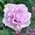 Poseidon Rose with purple verbena surrounding it.