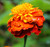 Orange marigold against a deep green blurred background.