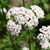 White valerian flower cluster.